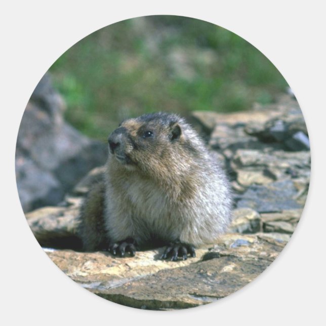 Hoary Marmot Classic Round Sticker (Front)