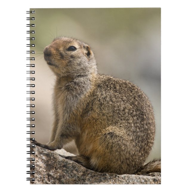 Hoary Marmot Notebook (Front)