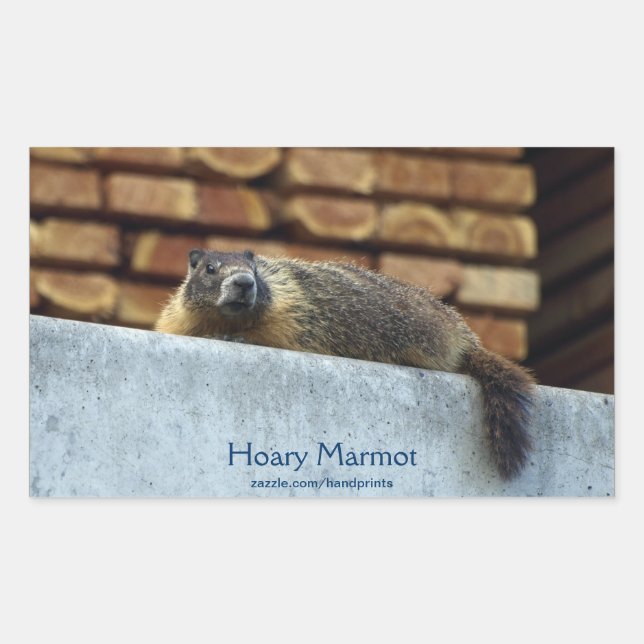 Hoary Marmot (Whistler) Wildlife Sticker (Front)