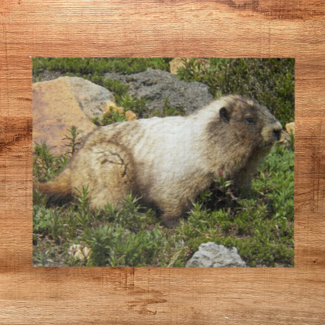 Hoary Marmot Wildlife Photo Jigsaw Puzzle (In Situ)