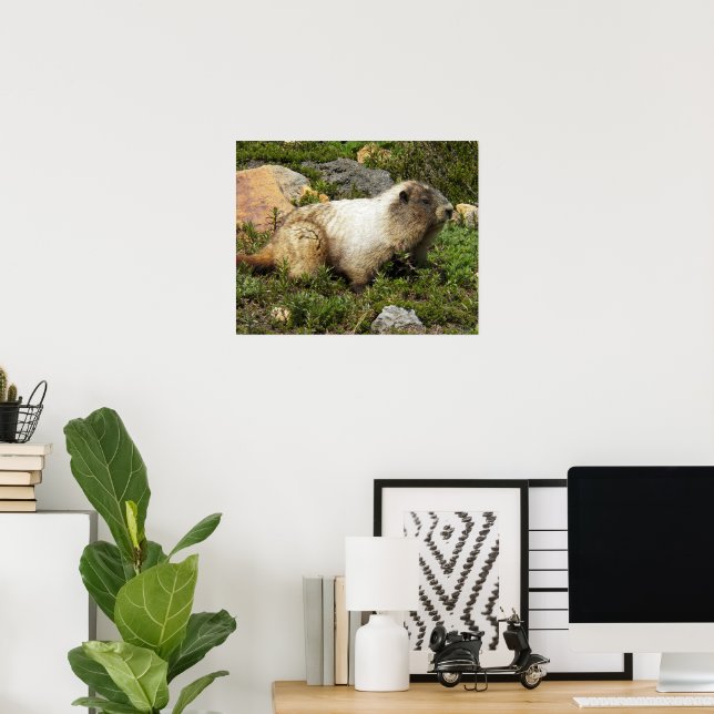 Hoary Marmot Wildlife Photographic Poster (Home Office)