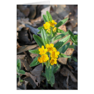 Hoary Puccoon
