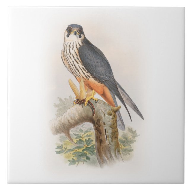 Hobby Falcon John Gould Birds of Great Britain Ceramic Tile (Front)