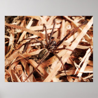 Hobo spider Female Poster