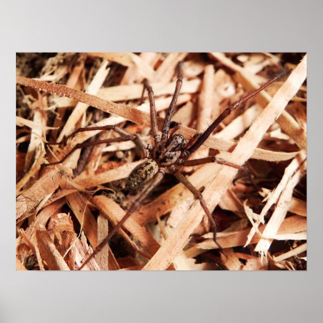 Hobo spider Female Poster (Front)