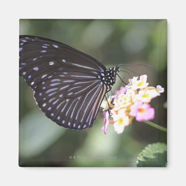 Hodokubo, Hino, Tokyo, Japan 5 Magnet (Front)