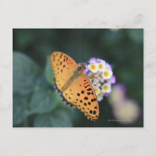 Hodokubo, Hino, Tokyo, Japan Postcard