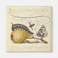 Hoefnagel Vintage Pear & Insects 1500s Renaissance