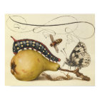 Hoefnagel Vintage Pear & Insects 1500s Renaissance