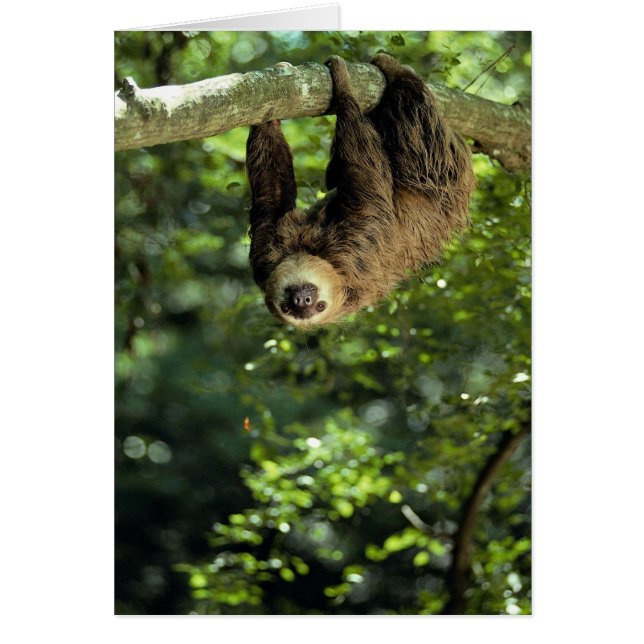 Hoffmann's two-toed sloth (Front)