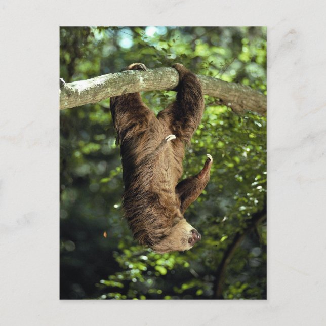 Hoffmann's two-toed sloth postcard (Front)