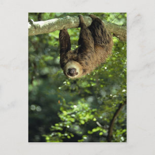 Hoffmann's two-toed sloth postcard