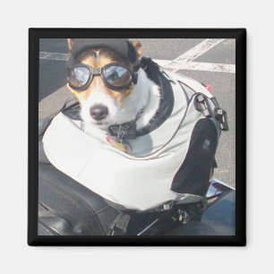 Hog Dog Refrigerator Magnet