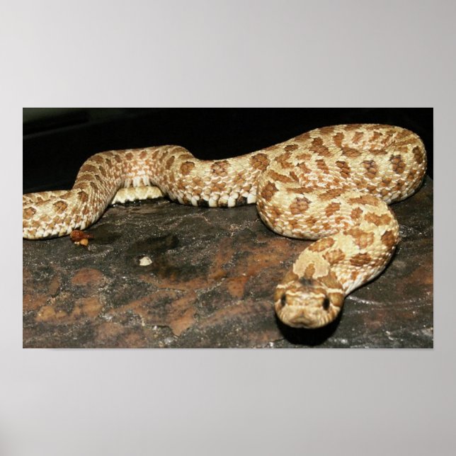 Hog Nose Snake Poster (Front)