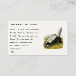 Hog-nosed Skunk (Texan Skunk) Audubon's Quadrupeds Business Card