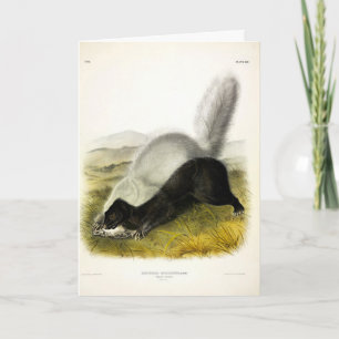 Hog-nosed Skunk (Texan Skunk) Audubon's Quadrupeds Card