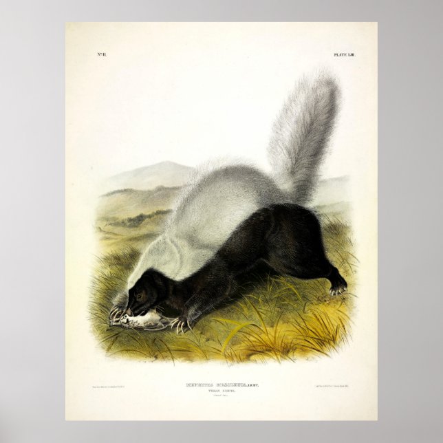 Hog-nosed Skunk (Texan Skunk) Audubon's Quadrupeds Poster (Front)