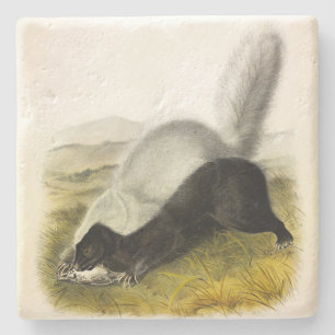 Hog-nosed Skunk (Texan Skunk) Audubon's Quadrupeds Stone Coaster