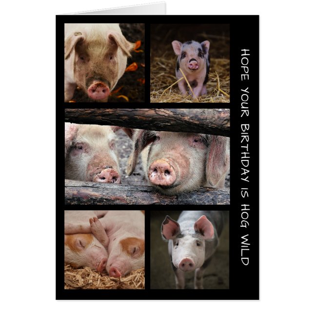 Hog Wild Pigs Birthday Card (Front)