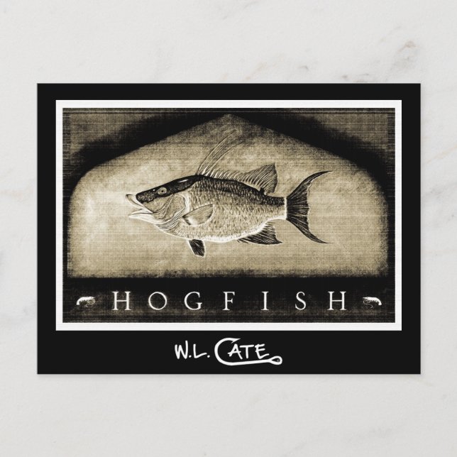 Hogfish Vintage Black & White Postcards (Front)
