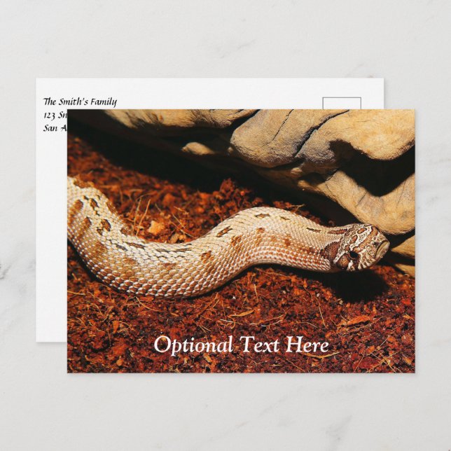 Hognose Pet Snake Postcard (Front/Back)
