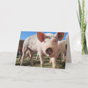 HOGS AND KISSES PIG LOVE Greeting Card