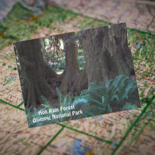 Hoh Rain Forest Travel Photo Postcard