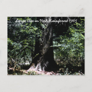 Hoh Rainforest  1965 Postcard
