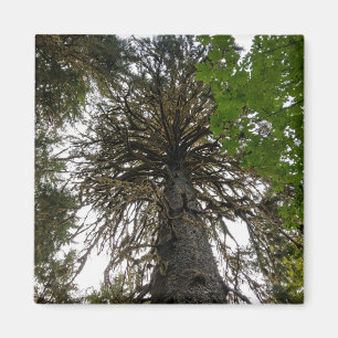 hoh rainforest magnet