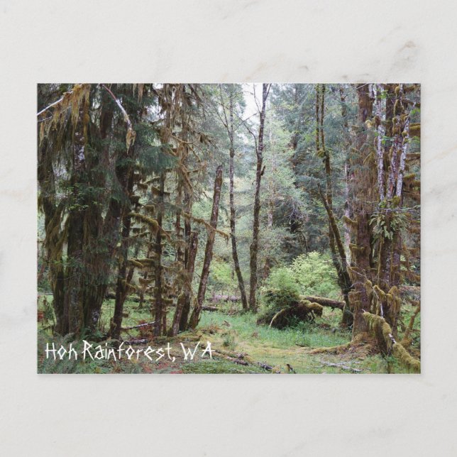 Hoh Rainforest, Washington State, Postcard (Front)