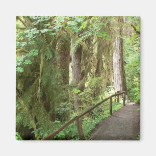 Hoh Valley Rain Forest Magnet