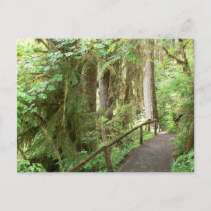 Hoh Valley Rain Forest Postcard