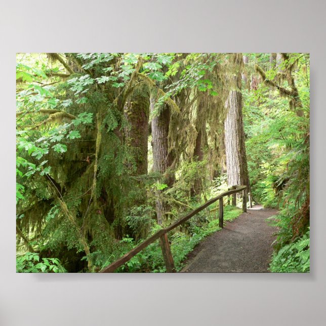 Hoh Valley Rainforest Trail Poster (Front)