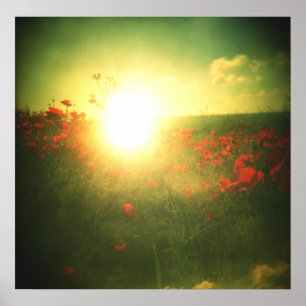Holga poppy sunrise print