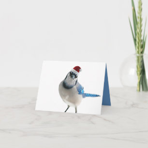 Holiday Blue Jay Card