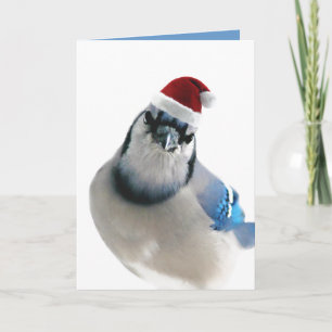 Holiday Blue Jay Card