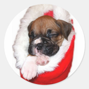 Holiday boxer puppy sticker