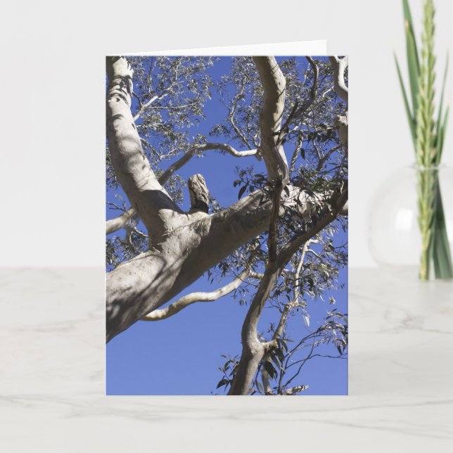 Holiday card, Everglades (Front)