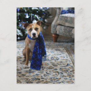 Holiday Cheer from Pit Bull Rescue Dog Postcard
