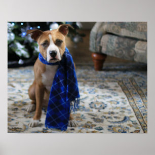 Holiday Cheer from Pit Bull Rescue Dog Poster