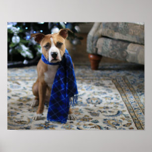 Holiday Cheer from Pit Bull Rescue Dog Poster