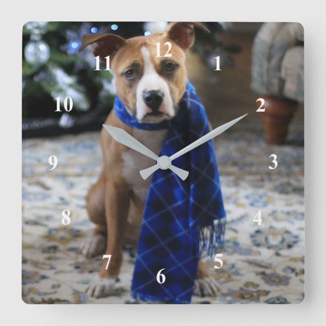 Holiday Cheer from Pit Bull Rescue Dog Square Wall Clock (Front)