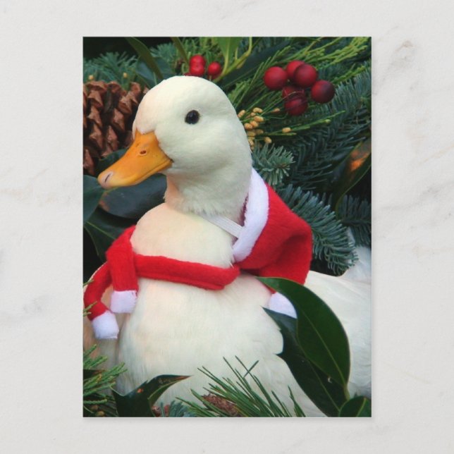 Holiday Duck Postcard (Front)