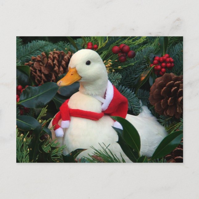 Holiday Duck Postcard (Front)