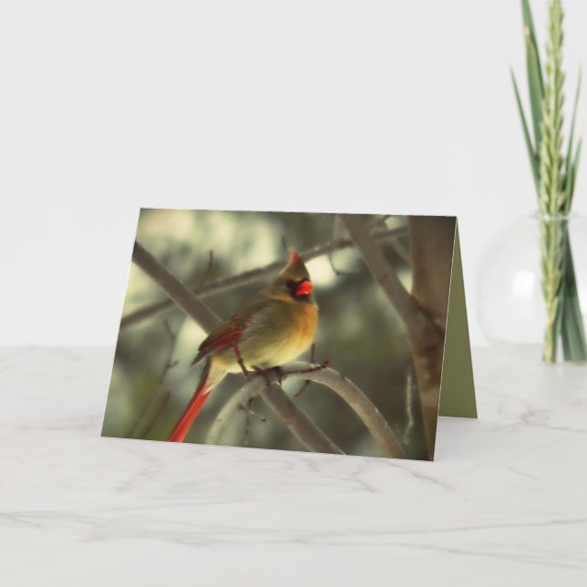 Holiday Female Cardinal (Front)