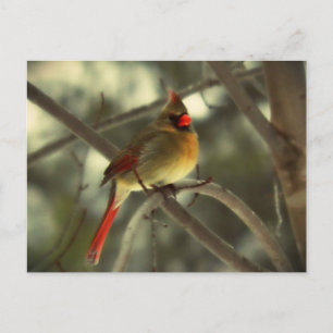 Holiday Female Cardinal Postcard
