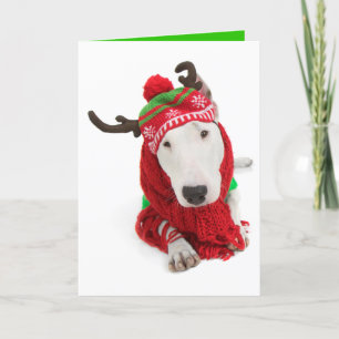 Holiday Greeting Card-one eared Bull Terrier