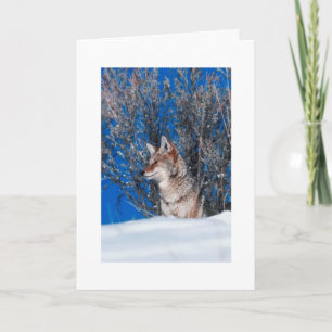 Holiday Greeting Cards Winter Nature