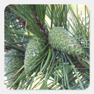 Holiday Pine Cones Square Sticker