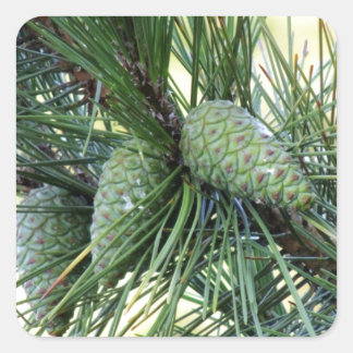 Holiday Pine Cones Square Sticker